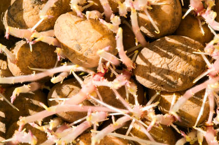 Background from old wilted potatoes with sproutsの写真素材