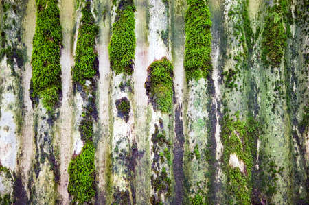 Wooden texture of wood composition, background image