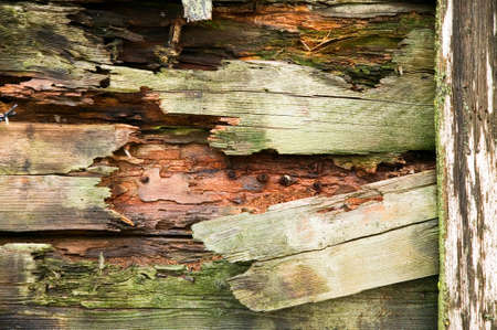 Wooden texture of wood composition, background image