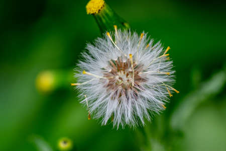 spring coming sprouts growing fruit treesの写真素材