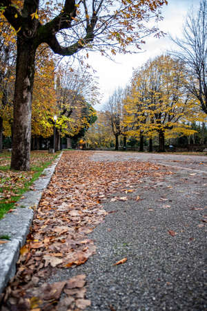 strde with autumn leaves at the parkの写真素材