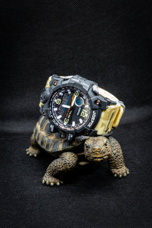 turtle with wristwatch aboveのeditorial素材