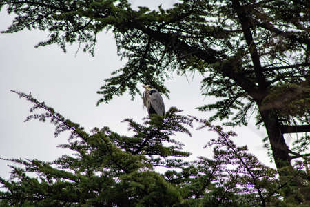 gray heron at terni walkの写真素材