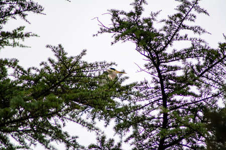 gray heron at terni walkの写真素材