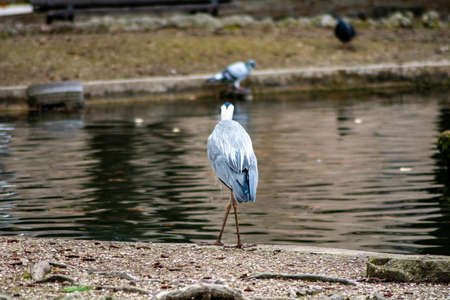 gray heron at terni walkの写真素材