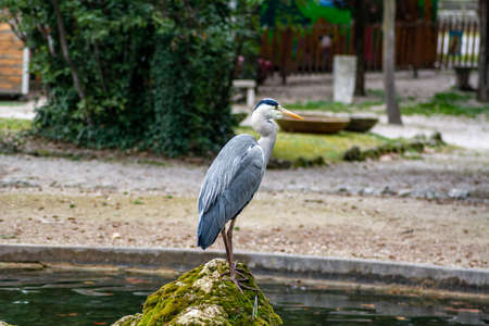 gray heron at terni walkの写真素材