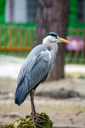 gray heron at terni walkの写真素材