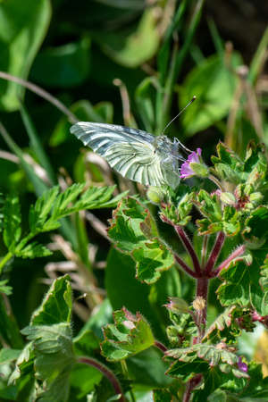 one butterfly on the flowerの写真素材