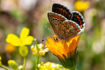 macro of butterfly in the summer season
