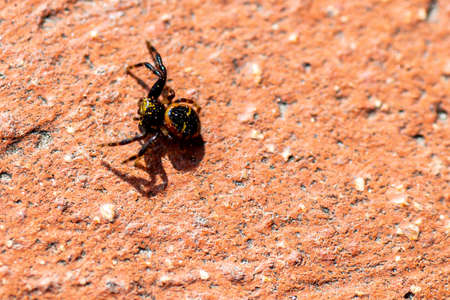 spider in the sun on a low wallの写真素材