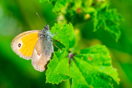 BUTTERFLY ON THE FLOWER IN SUMMERの写真素材