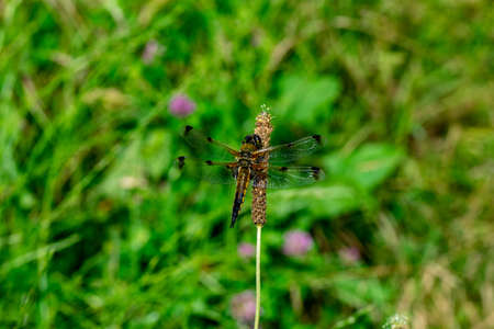 DRAGONFLY ON THE FLOWER IN SPRINGの写真素材