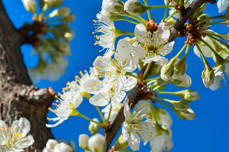 spring coming sprouts growing fruit treesの写真素材