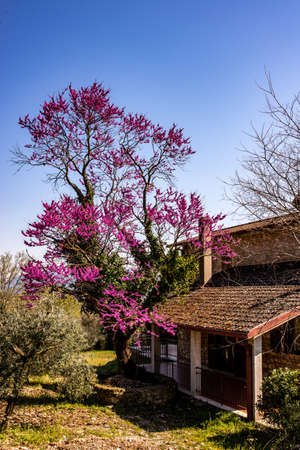 the house immersed in the colors of natureの写真素材