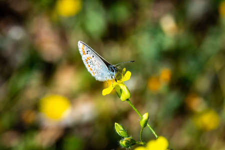 butterfly on top of a flowerの写真素材