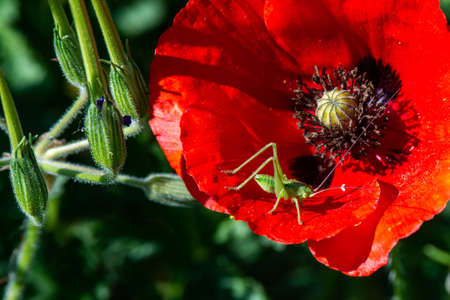 poppies and crickets in green natureの写真素材