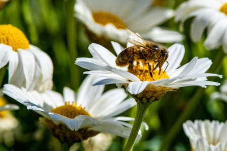 macro of a bee during pollinationの写真素材