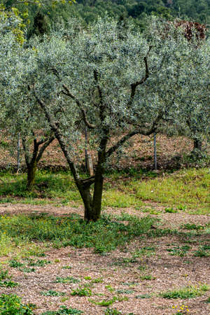 olive tree in summer bloomの写真素材