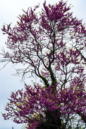 tree with purple leaves in summerの写真素材