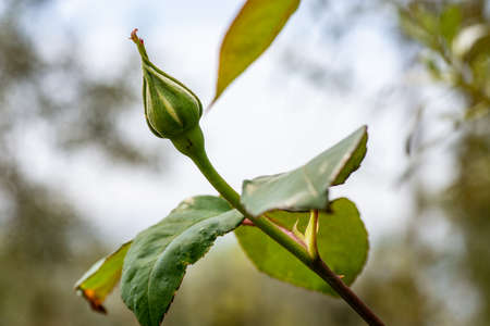 rosebud in the growth phaseの写真素材