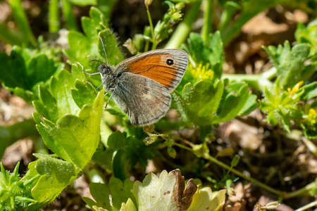 butterfly posing while sunbathing