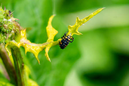 macro insect cricket, mosquito scorpion, cricket