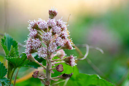 macro of flowers in wild natureの写真素材