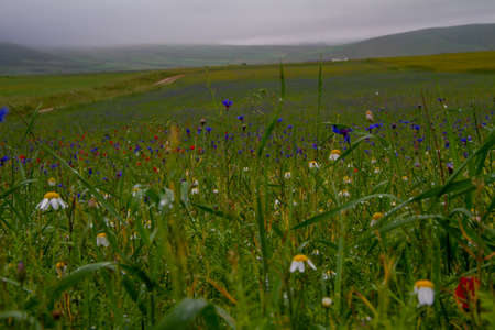 CASTELLUCCIO DI NORCIA AND ITS FLOWERING BETWEEN MICRO-COLORS OF FLOWERS AND NATUREの写真素材
