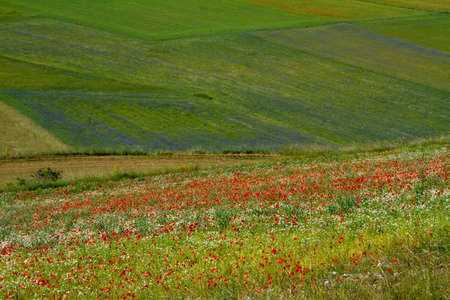 CASTELLUCCIO DI NORCIA AND ITS FLOWERING BETWEEN MICRO-COLORS OF FLOWERS AND NATURE