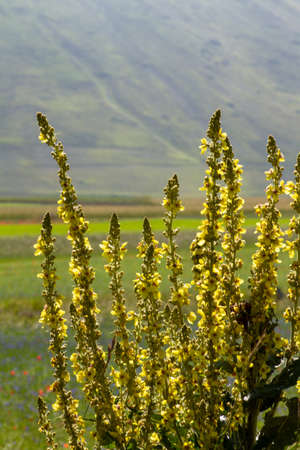 CASTELLUCCIO DI NORCIA AND ITS FLOWERING BETWEEN MICRO-COLORS OF FLOWERS AND NATURE