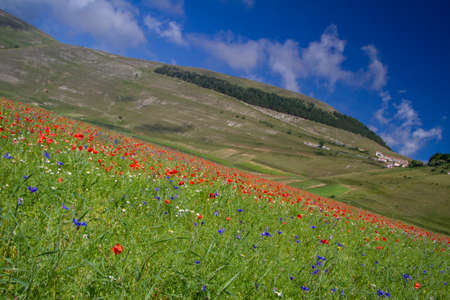 CASTELLUCCIO DI NORCIA AND ITS FLOWERING BETWEEN MICRO-COLORS OF FLOWERS AND NATUREの写真素材