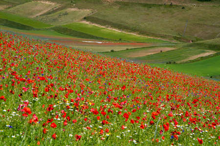 CASTELLUCCIO DI NORCIA AND ITS FLOWERING BETWEEN MICRO-COLORS OF FLOWERS AND NATUREの写真素材