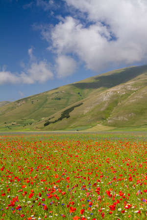 CASTELLUCCIO DI NORCIA AND ITS FLOWERING BETWEEN MICRO-COLORS OF FLOWERS AND NATUREの写真素材