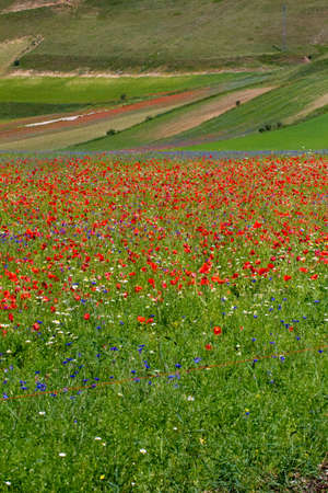 CASTELLUCCIO DI NORCIA AND ITS FLOWERING BETWEEN MICRO-COLORS OF FLOWERS AND NATUREの写真素材