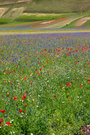 CASTELLUCCIO DI NORCIA AND ITS FLOWERING BETWEEN MICRO-COLORS OF FLOWERS AND NATUREの写真素材