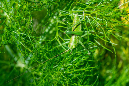 singing locust placed on fennelの写真素材