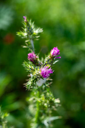 carduus pycnocephalus in bloom with flowersの写真素材