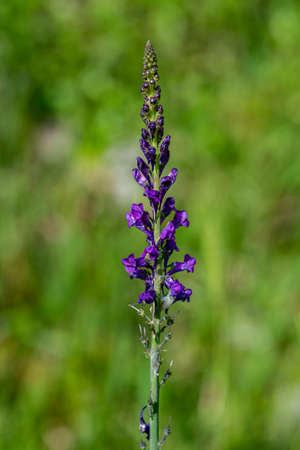 purple linaria just blossomed in the sunの写真素材