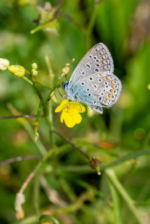 false butterfly idas on wet vegetationの写真素材