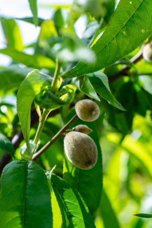 growing almond after water and sunの写真素材