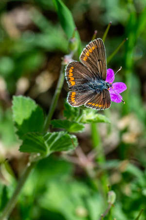aricia cramera on vegetation and flowersの写真素材