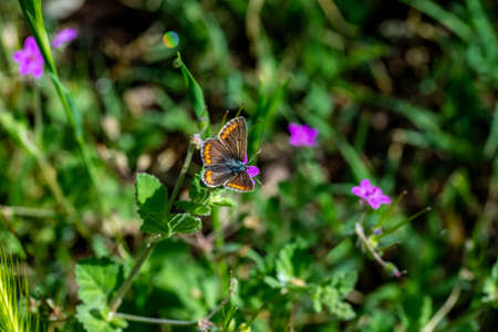 aricia cramera on vegetation and flowersの写真素材