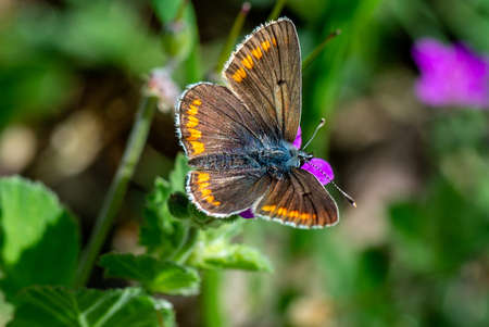 aricia cramera on vegetation and flowersの写真素材