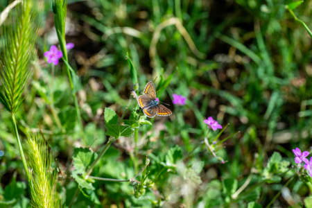 aricia cramera on vegetation and flowersの写真素材