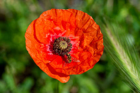 tiger striped fly on poppyの写真素材
