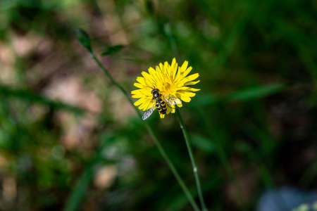 eupeodes luniger on yellow flowerの写真素材