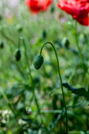 poppy bud about to bloom in the shadeの写真素材