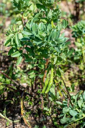 plantation of broad beans ready for harvestの写真素材