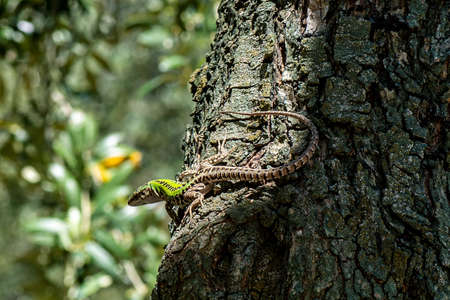 LIZARD PODARCIS SICULUS ON AN OLIVE TREE IN THE SUNの写真素材