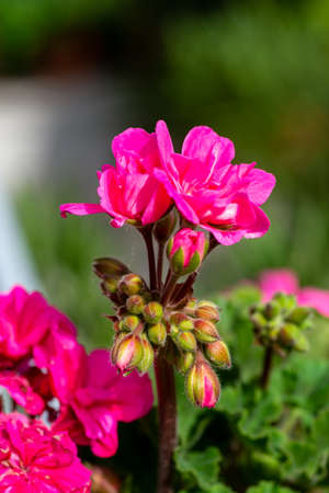 pink garden geranium on potの写真素材
